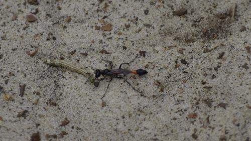 Ammophila sabulosa